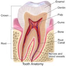 components of a tooth illustrated